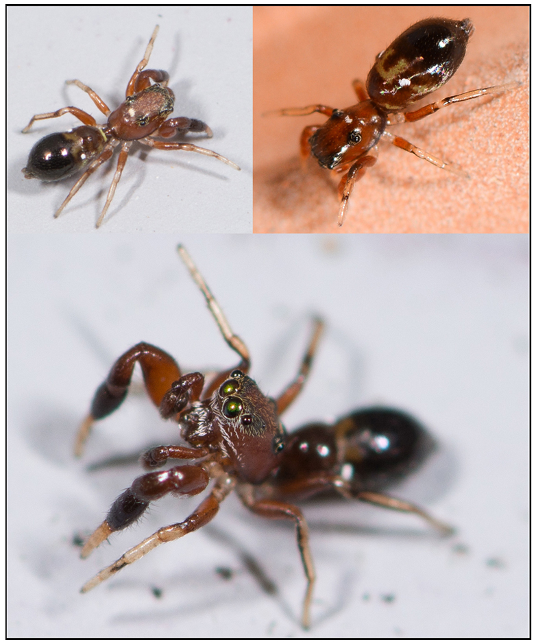 syn dalma 