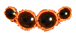 yeux copie2